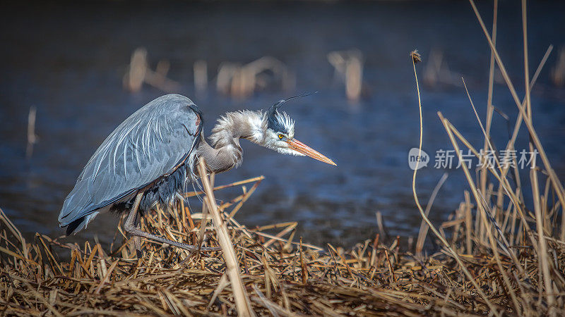 Le Grand Héron (Ardea herodias)。大蓝鹭。